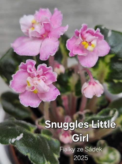 Snuggles Little Girl